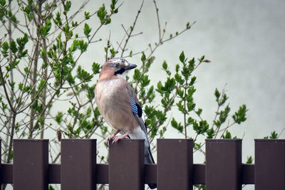 Bird perching on a fence