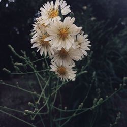 Close-up of flowers blooming outdoors
