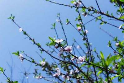 Low angle view of flowering plants against blue sky