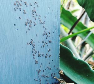 Close-up of insect on plant