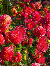 Close-up of red flowers blooming outdoors