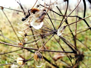 Close-up of insect on plant