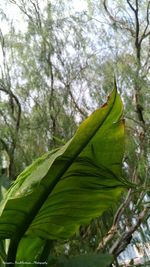 Low angle view of tree