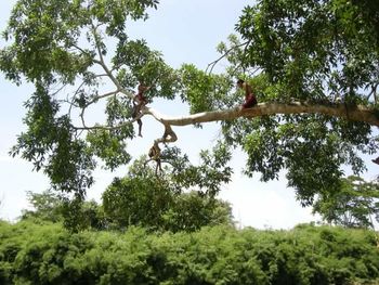 Low angle view of trees