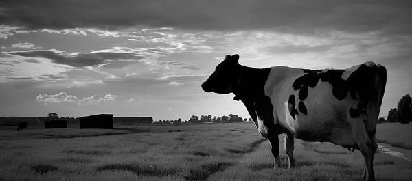 Cow standing on field against sky