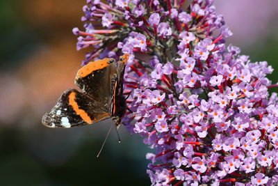 Close-up of butterfly pollinating on flower