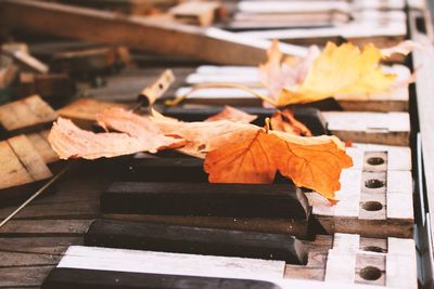 Close-up of dry maple leaves