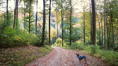 Narrow pathway along trees in the forest