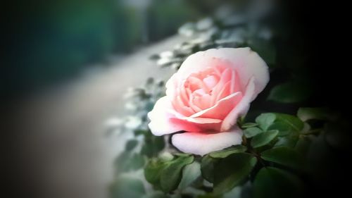 Close-up of rose bouquet