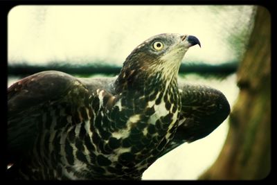 Close-up of a bird