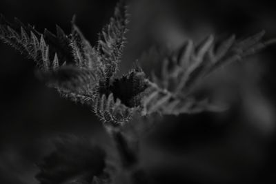 Close-up of frozen plant