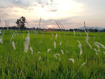 Crops growing on field against sky during sunset