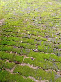High angle view of vineyard