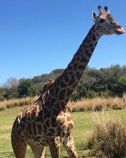 Giraffe standing on field against clear sky