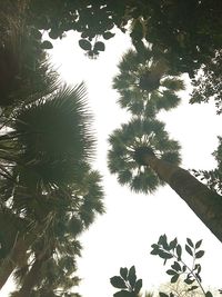 Low angle view of trees against clear sky