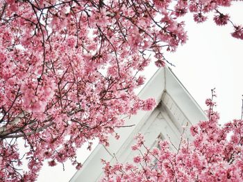 Low angle view of pink flowering tree