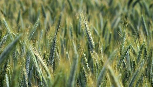 Close-up of stalks in field