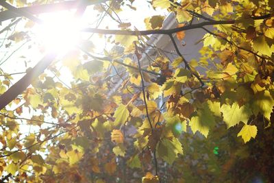 Low angle view of yellow maple tree