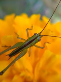 Close-up of insect