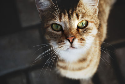 Homeless stray cat looking in your eyes, animal shelter, trust and care concept