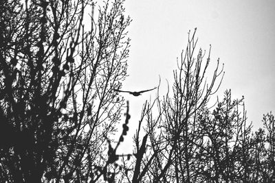 Low angle view of bare trees against sky