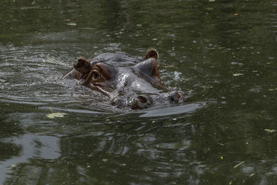 Bathing hippo 