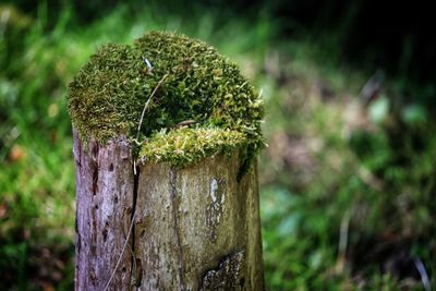 Close-up of moss growing on tree stump