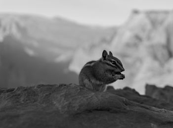 Squirrel on rock
