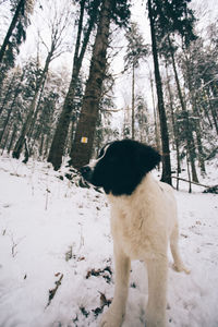 Dog on snow field against trees during winter