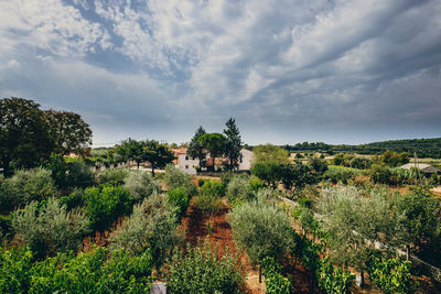 Panoramic view of agricultural field against sky