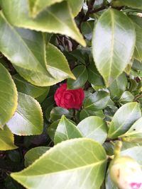 Close-up of plant