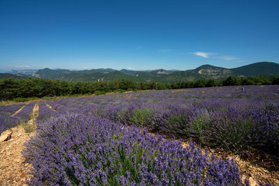 Scenic view of lavender field against blue sky