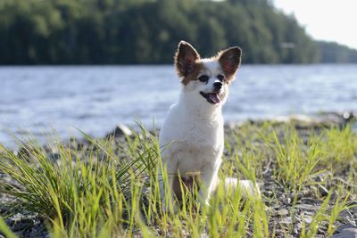 Portrait of a dog looking away