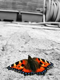 Close-up of butterfly on leaf