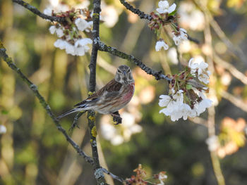 Close-up of a bird perching on branch