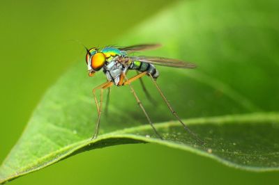 Close-up of insect