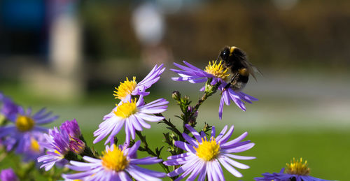 Close-up of bee pollinating on purple flower