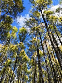 Low angle view of trees in forest