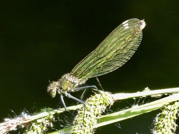 Close-up of butterfly