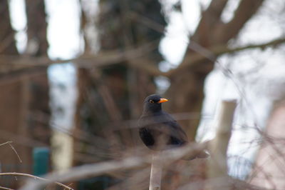 Close-up of bird perching outdoors