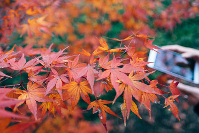 Close-up of leaves on tree trunk