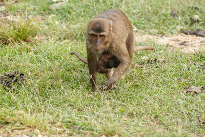 Monkey on field