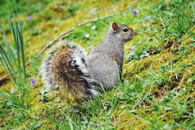 Squirrel on field