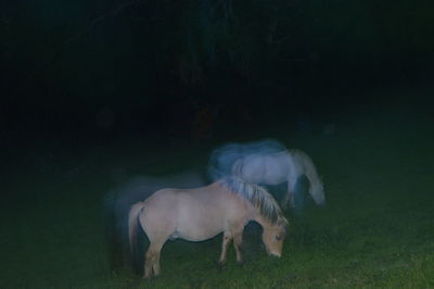 Horse standing in a field