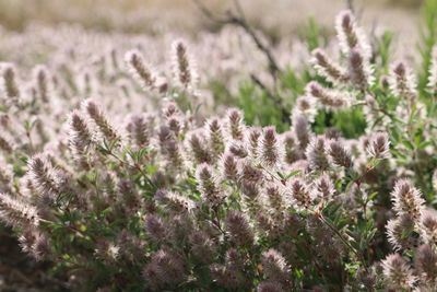 Close-up of purple flowering plants on field