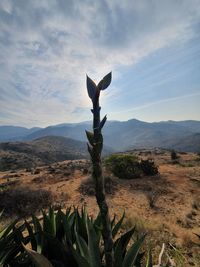 Plant growing on field against sky