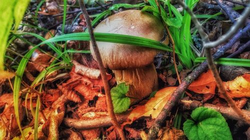 Close-up of mushrooms