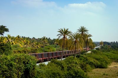 Palm trees on landscape against sky