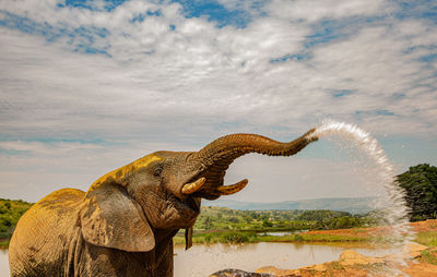 Close-up of elephant in lake against sky