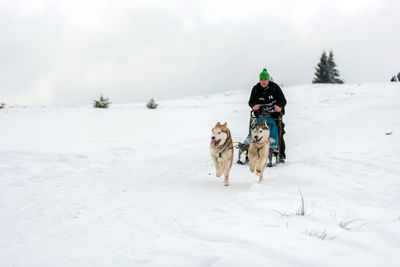 Rear view of dogs on snow covered land